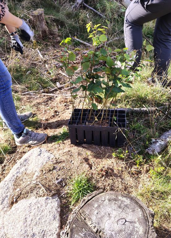 Młode sadzonki drzew przygotowane do posadzenia w okolicach Borowic w Karkonoszach