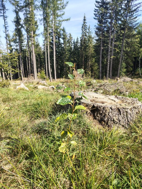 sadzonka i teren leśny w Nadleśnictwie Śnieżka w Karkonoszach, gdzie Tree Rebel posadziło 1750 drzew